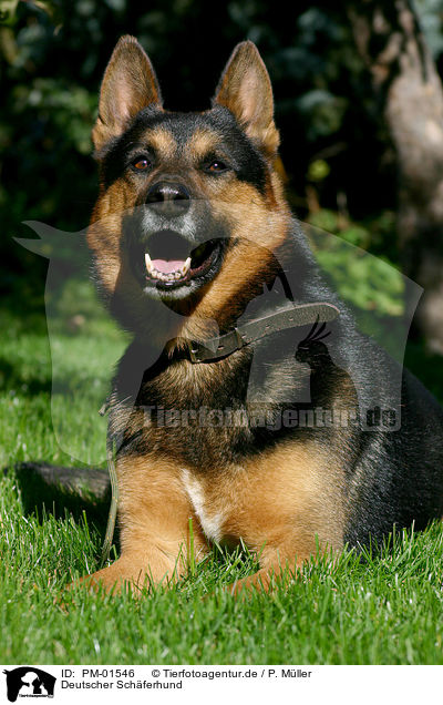 Deutscher Schferhund / German Shepherd / PM-01546