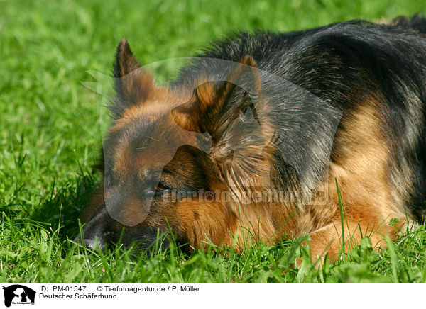 Deutscher Schferhund / PM-01547