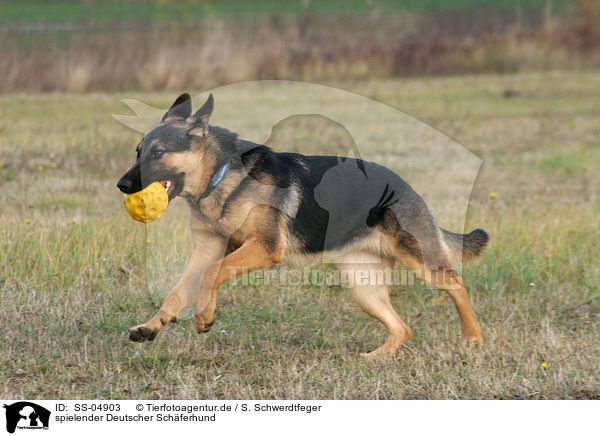 spielender Deutscher Schferhund / SS-04903