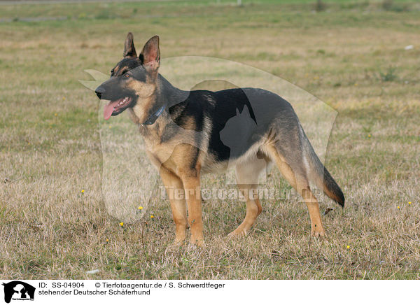stehender Deutscher Schferhund / standing German Shepherd / SS-04904