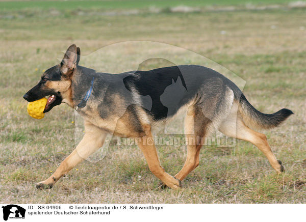 spielender Deutscher Schferhund / SS-04906