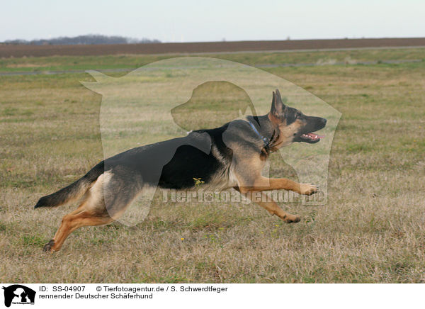 rennender Deutscher Schferhund / running German Shepherd / SS-04907