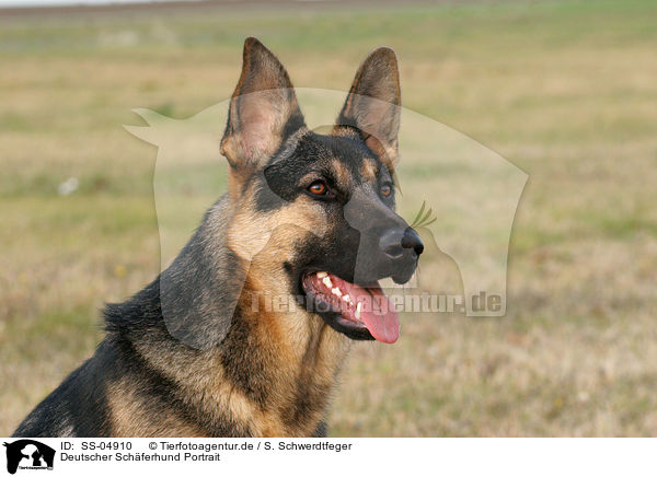 Deutscher Schferhund Portrait / German Shepherd Portrait / SS-04910