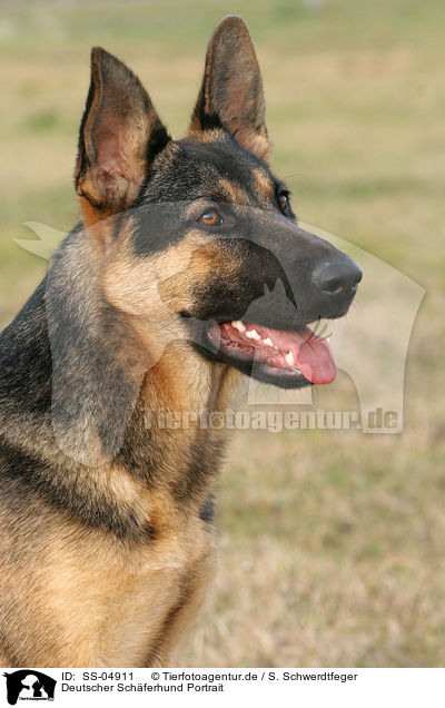 Deutscher Schferhund Portrait / SS-04911