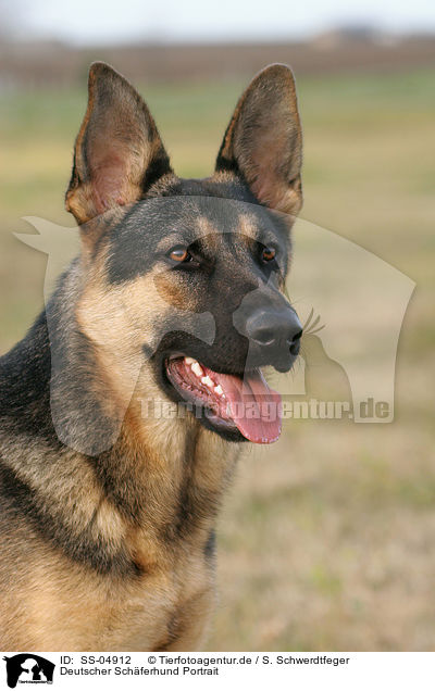 Deutscher Schferhund Portrait / SS-04912