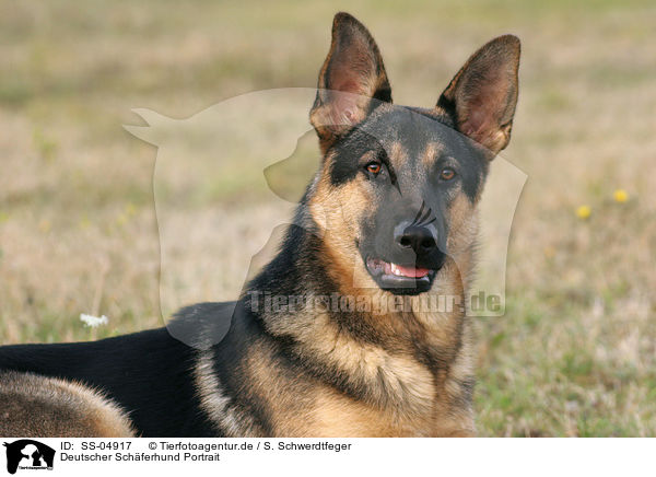 Deutscher Schferhund Portrait / SS-04917
