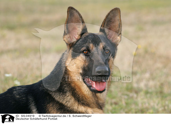 Deutscher Schferhund Portrait / German Shepherd Portrait / SS-04919