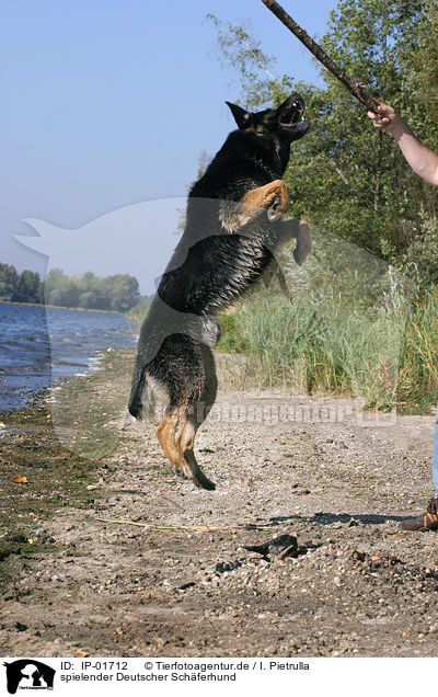 spielender Deutscher Schferhund / playing German Shepherd / IP-01712