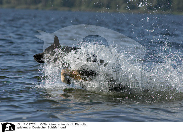 spielender Deutscher Sch�ferhund / playing German Shepherd / IP-01720