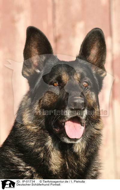 Deutscher Sch�ferhund Portrait / German Shepherd / IP-01734