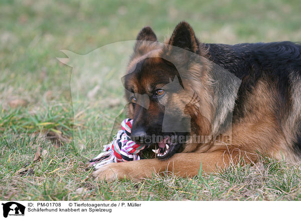 Schferhund knabbert an Spielzeug / PM-01708