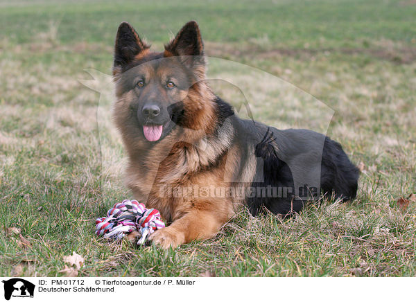 Deutscher Sch�ferhund / German Shepherd / PM-01712
