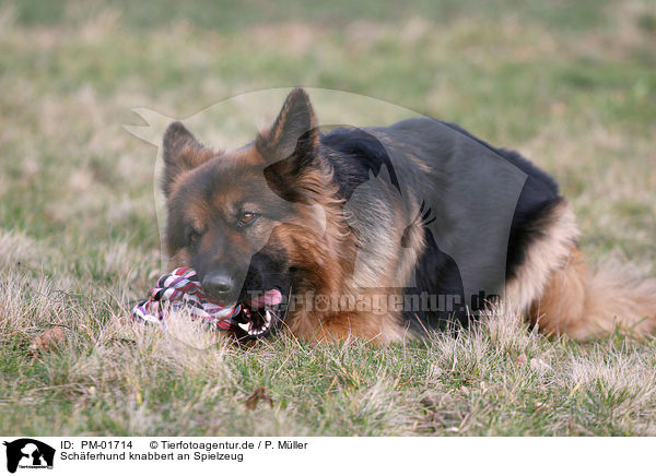 Schferhund knabbert an Spielzeug / PM-01714