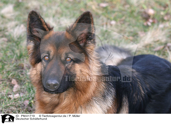 Deutscher Sch�ferhund / German Shepherd / PM-01719