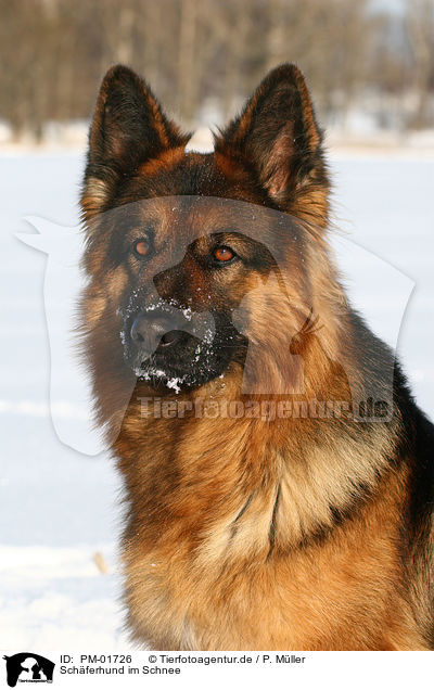 Schferhund im Schnee / PM-01726