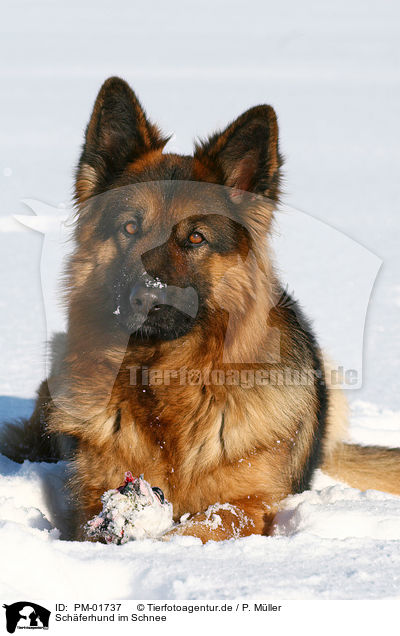 Schferhund im Schnee / PM-01737