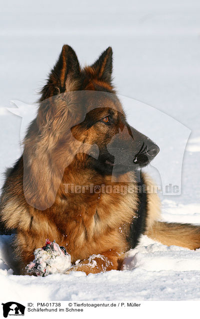 Schferhund im Schnee / PM-01738