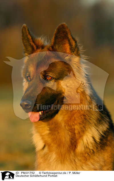 Deutscher Schferhund Portrait / PM-01752