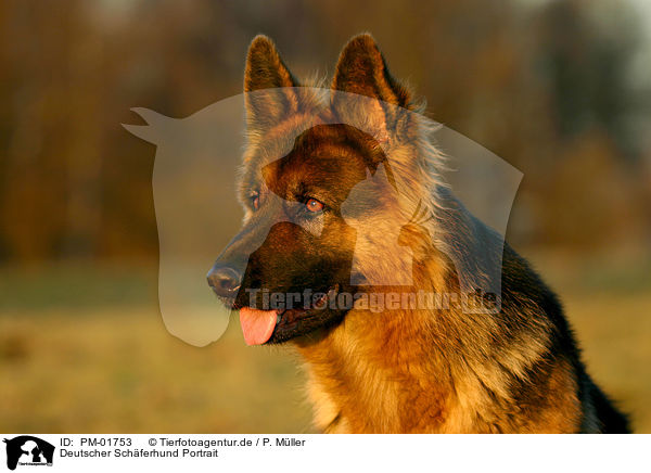 Deutscher Schferhund Portrait / PM-01753
