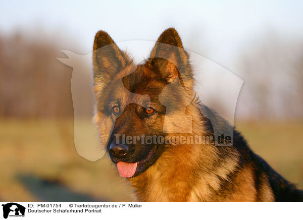 Deutscher Schferhund Portrait / PM-01754