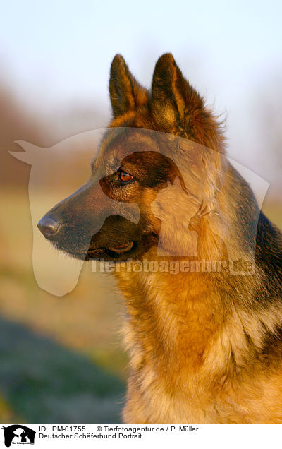 Deutscher Sch�ferhund Portrait / German Shepherd Portrait / PM-01755