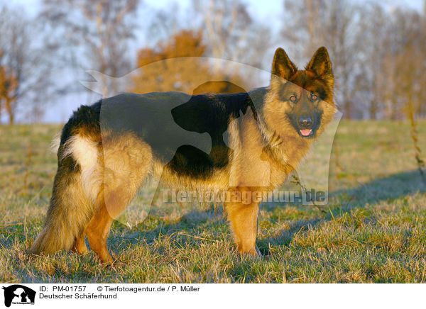 Deutscher Schferhund / PM-01757