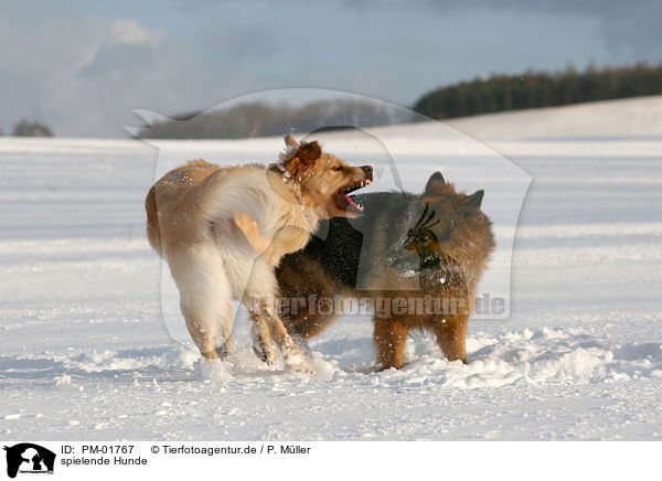 spielende Hunde / playing dogs / PM-01767
