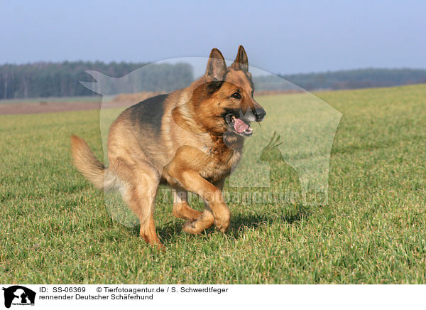 rennender Deutscher Schferhund / SS-06369