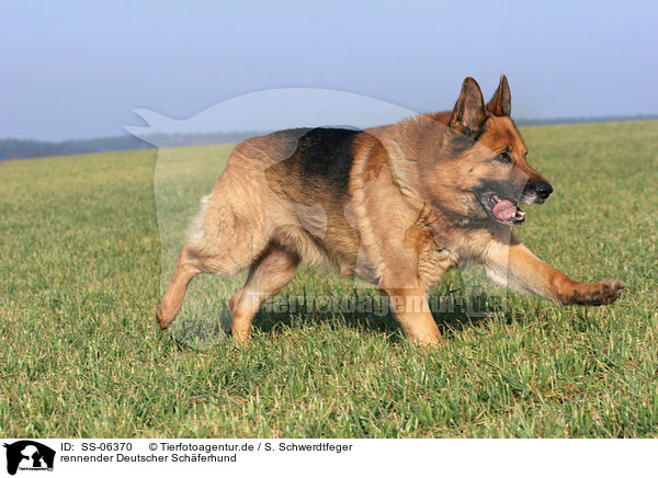 rennender Deutscher Schferhund / running german shepherd / SS-06370