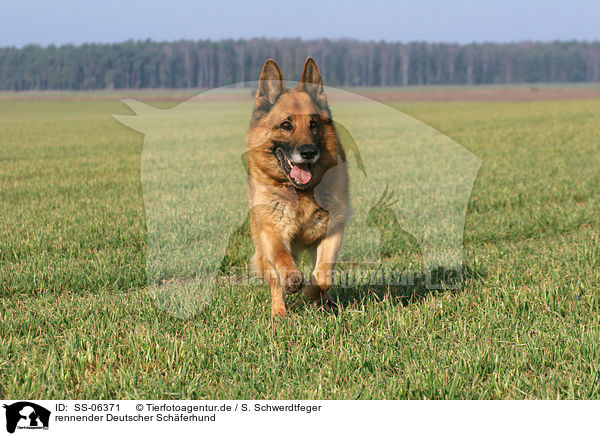 rennender Deutscher Schferhund / running german shepherd / SS-06371