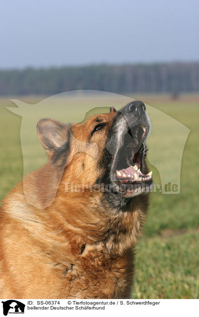 bellender Deutscher Schferhund / barking German Shepherd / SS-06374