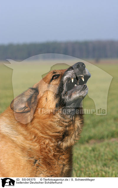 bellender Deutscher Schferhund / barking German Shepherd / SS-06375