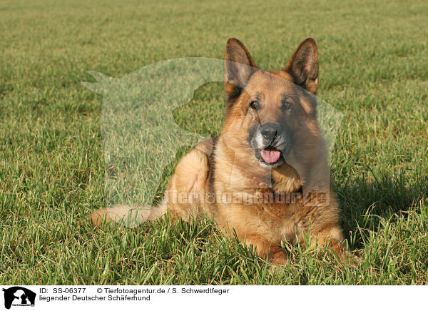liegender Deutscher Schferhund / lying German Shepherd / SS-06377