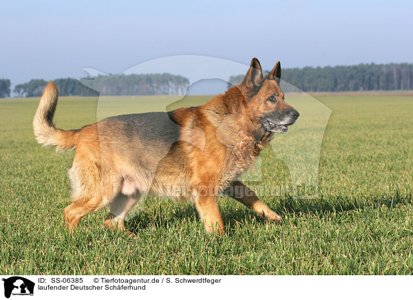 laufender Deutscher Sch�ferhund / walking german shepherd / SS-06385