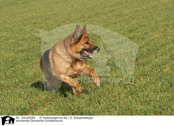 rennender Deutscher Schferhund / SS-06389