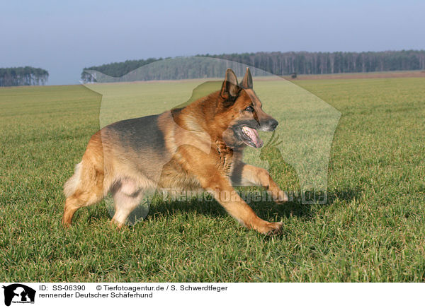 rennender Deutscher Schferhund / SS-06390