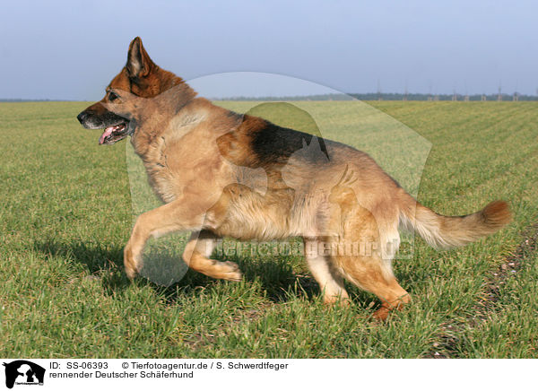 rennender Deutscher Sch�ferhund / running german shepherd / SS-06393