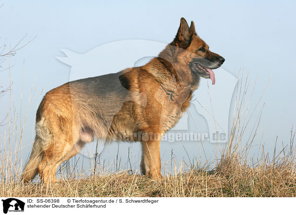 stehender Deutscher Sch�ferhund / standing German Shepherd / SS-06398
