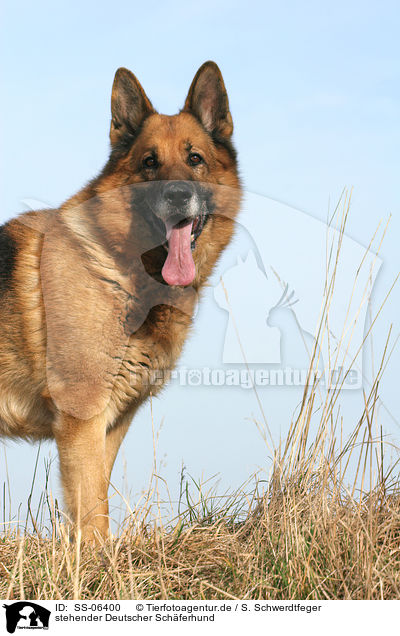 stehender Deutscher Sch�ferhund / standing German Shepherd / SS-06400