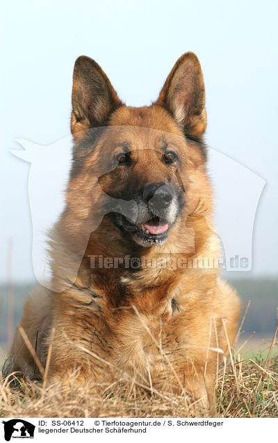 liegender Deutscher Schferhund / lying German Shepherd / SS-06412
