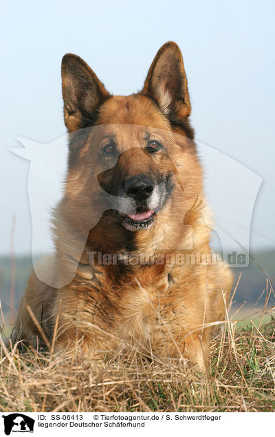 liegender Deutscher Schferhund / lying German Shepherd / SS-06413