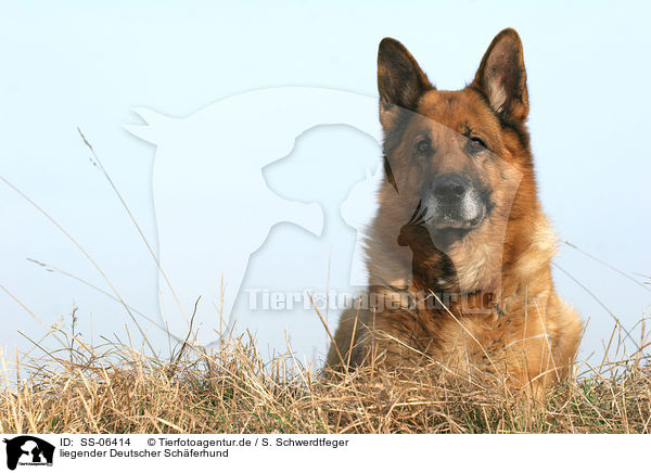 liegender Deutscher Schferhund / lying German Shepherd / SS-06414