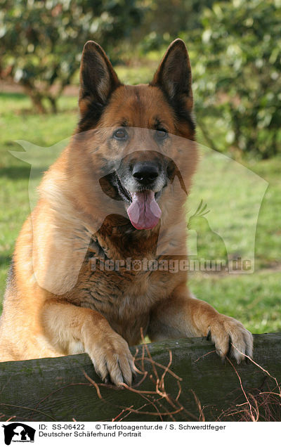 Deutscher Schferhund Portrait / German Shepherd Portrait / SS-06422