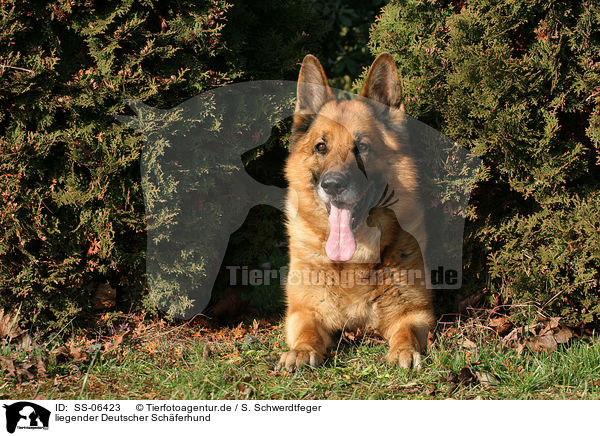 liegender Deutscher Schferhund / lying German Shepherd / SS-06423