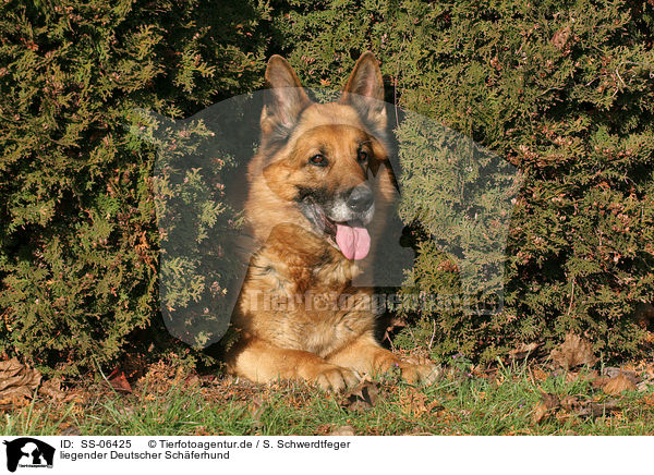 liegender Deutscher Schferhund / lying German Shepherd / SS-06425
