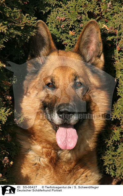 Deutscher Schferhund Portrait / German Shepherd Portrait / SS-06427