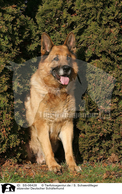 sitzender Deutscher Schferhund / sitting German Shepherd / SS-06428