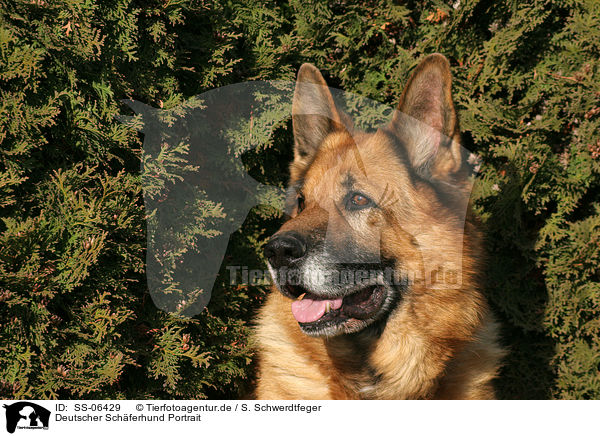 Deutscher Schferhund Portrait / German Shepherd Portrait / SS-06429
