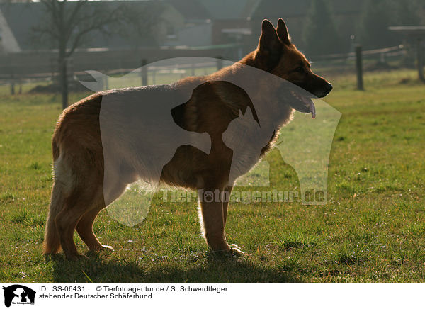 stehender Deutscher Schferhund / standing German Shepherd / SS-06431