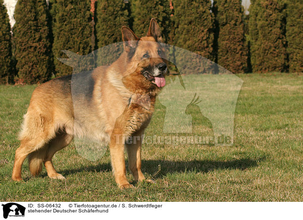 stehender Deutscher Schferhund / standing German Shepherd / SS-06432